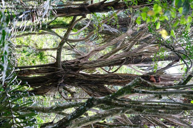 Orangutan in tree